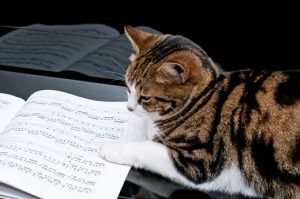Любят ли кошки музыку?